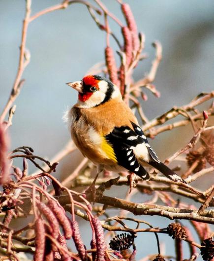 Ein Stieglitz sitzt auf einem herbstlichen Gebüsch.