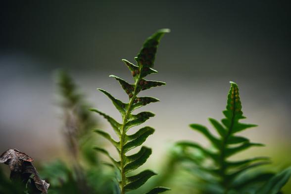 A photograph of a couple of small green ferns, standing with the underside towards the camera and with a bit of fantasy it looks like they are dancing or waving.

On the underside of the leaves are round sori, the spore producing parts of a fern.

On the left is a fern all curled up and wilted. 


The background is mostly a gradient of grey, darker at the top and lighter lower down, where another fern, all out of focus, stands.

In the bottom background a few more ferns can be discerned.