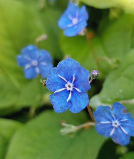 A tiny garden spider sits on the rim of the central one of four little blue flowers.  The plant is similar to a forget-me-not, but its blossom centre is white instead of yellow and has white ribs. The background is a lush green foliage, out of focus.