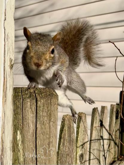A gray squirrel is mid-leap on a wooden fence to the post that’s right next to the corner of the house, with her fluffy tail raised. She’s looking straight at us. The background is the blurred white siding. The squirrel appears to defy the gravity at this precise moment where only her right paw is lightly touching the fence post and the rest is in mid air.