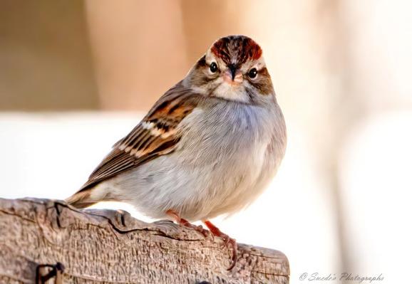 "Perched on a weathered piece of wood, a chipping sparrow sits with quiet alertness, its round body fluffed against the ambient air. The bird’s plumage is a soft blend of gray, warm brown, and creamy white, with delicate striping across its wings—dark brown bars alternating with tan and buff, like a woven pattern of forest tones.

Its head bears the sparrow’s signature: a rusty-red crown that glows gently in the warm light, bordered by a crisp white eyebrow stripe that runs above a dark eye." - Microsoft Copilot