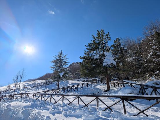 A bright winter morning in the mountains of Abruzzo. The sun rises from the left, casting warm light across a landscape covered in fresh, untouched snow. The surface of the snow is gently rippled, creating soft shadows and highlights. On the right side stands the edge of a dense forest of tall fir trees, their branches heavy and white with snow. In front of the trees, a simple wooden fence made of rough logs runs across part of the scene. The sky above is clear and deep blue, framing the quiet, peaceful atmosphere of the snowy mountain landscape.