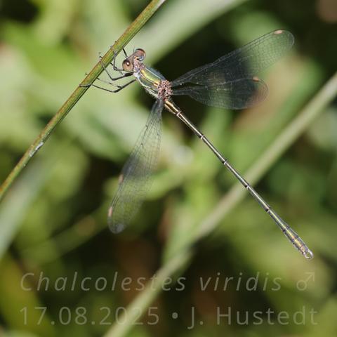 Eine sehr schlanke, metallisch grün glänzende Libelle hält sich fest an der Blattspreite eines Grases. Sie ist von der Seite fotografiert. Die Sonne scheint durch ihre durchsichtigen Flügel mit hellbraunen Flügelmalen (Pterostigmen). Die Brust (Thorax) ist oberseits grün, unterseits hellbeige, deutlich zu sehen ist die spornartige grüne Zeichnung, die nach vorn unten gerichtet ist. Ihre Komplexaugen sind oberseits dunkel, nach unten hin hellgrün. Ihre sechs Beine sind bräunlich von der Sonne durchschienen