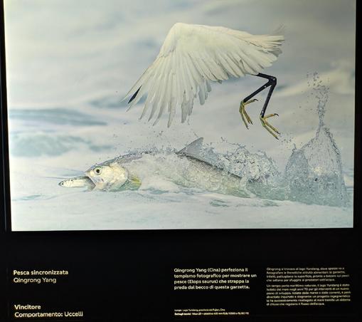 La foto mostra un momento dinamico di predazione in natura.
Soggetto principale: Una garzetta è colto a mezz'aria mentre si tuffa per catturare un pesce in superficie.
Azione: L'uccello ha già afferrato un pesce più piccolo nel becco, mentre un pesce più grande, identificato in Elop Saurus emerge dall'acqua con un violento spruzzo, forse nel tentativo di sfuggire o a sua volta predare il pesce più piccolo