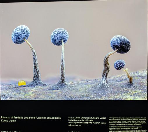 L'immagine, scattata dal fotografo Kutub Uddin, mostra un ritratto macro di corpi fruttiferi di muffe mucillaginose (slime moulds), probabilmente della specie Physarum album, che sembrano piccole sfere blu "glassate" su steli sottili e contorti che emergono da un tronco d'albero caduto. 
Soggetti: Le strutture sferiche sono gli sporangi (corpi fruttiferi), ognuno di appena 1-2 millimetri di diametro. L'aspetto "ghiacciato" o "simile a mirtilli" è dovuto alla formazione naturale di brina o cristalli sulla loro superficie.
Composizione: La foto crea l'illusione di un paesaggio fantastico o di un "ritratto di famiglia bizzarro", come descritto dall'autore. In primo piano a sinistra, una minuscola sfera gialla è un uovo di insetto, che aggiunge un senso di scala e contesto alla scena.