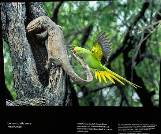 L'immagine mostra un momento drammatico e d'azione che cattura l'interazione tra due specie selvatiche.
Dettagli dell'Evento e dell'Immagine
La fotografia, intitolata "A Nip to the Tail" (Un morso alla coda) del fotografo Hira Punjabi, documenta un evento naturale di predazione e difesa.
Soggetti: L'immagine ritrae un varano del Bengala (Varanus bengalensis) sulla sinistra e un parrocchetto dal collare (Psittacula krameri) in volo sulla destra.
Azione: Il parrocchetto sta infliggendo un morso doloroso alla coda del varano. Questo comportamento fa parte di un'aggressione difensiva da parte dei genitori uccelli, che cercano di scacciare il rettile dal loro nido, situato in una cavità dell'albero.
Contesto Naturale: I varani sono noti predatori opportunisti che saccheggiano i nidi degli uccelli per rubare uova e pulcini. I parrocchetti, spesso in gruppo, mobilitano le loro forze per proteggere la loro prole.
Luogo: La scena è stata fotografata nel Parco Nazionale di Keoladeo, Bharatpur, Rajasthan, India, un noto santuario per uccelli.
Riconoscimenti: La foto è stata molto apprezzata e menzionata in concorsi di fotografia naturalistica, come finalista nella categoria "Comportamento: Uccelli" al Wildlife Photographer of the Year (WPY61)