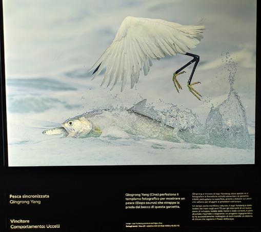 La foto mostra un momento dinamico di predazione in natura.
Soggetto principale: Una garzetta è colto a mezz'aria mentre si tuffa per catturare un pesce in superficie.
Azione: L'uccello ha già afferrato un pesce più piccolo nel becco, mentre un pesce più grande, identificato in Elop Saurus emerge dall'acqua con un violento spruzzo, forse nel tentativo di sfuggire o a sua volta predare il pesce più piccolo