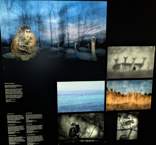 In alto a sinistra: Un primo piano di una nutria (o coypu) con lunghi baffi e pelliccia folta. L'immagine, intitolata Meet the Neighbours (Incontra i vicini), è stata scattata dal fotografo tedesco Luca Lorenz, vincitore del premio "Rising Star Portfolio Award". Sullo sfondo sfocato e dai toni blu, si intravedono dei cigni in un lago urbano.
A destra, al centro: Una fotografia in bianco e nero o seppia che mostra le sagome sfocate di diversi animali simili a cervi o lama su uno sfondo nebbioso. Un merlo è visibile in primo piano. L'effetto è etereo e artistico.
In basso a sinistra, al centro: Un'immagine che ritrae la superficie del mare o di un lago con intense tonalità di turchese e blu, con una foca appena visibile all'orizzonte.
L'atmosfera è calma e l'acqua appare limpida.
In basso a destra, al centro: Luca è arrivato presto, all'alba, per non perdere il riflesso dei primi raggi di sole sull'acqua. Ha sentito le strolaghe minori prima di vederle. Ha poi ruotato l'immagine originale di 180° per portare in posizione verticale i pini e gli abeti rossi riflessi nellacqua.
In basso a destra, in fondo: Una piccola immagine in bianco e nero che mette a fuoco i rami intrecciati di un albero e, in basso a destra, un piccolo gufo o civetta con gli occhi che brillano nell'oscurità. 
Luca stava osservando la cavità di un albero dove questo gufo nano eurasiatico e la sua compagna stavano nidificando.