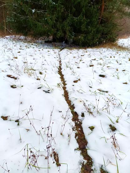 An animal trail has trampled the snow enough to leave a melted brown trail in the otherwise still snowy grass. It leads under a large spruce with low hanging branches, so not deer.