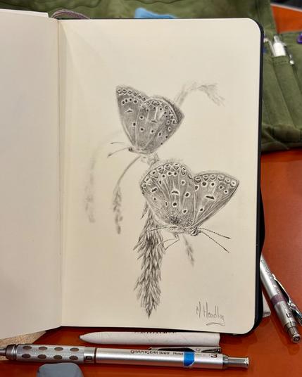 Pencil sketch of two polyommatus butterflies perched on wheat-like grasses, drawn with fine detail and soft shading in a sketchbook.