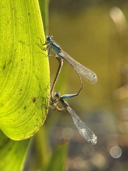 A pair of Ischnura fluviatilis mating on a leaf in a park in Valencia.
iPhone 15 Pro + lens for close focusing.