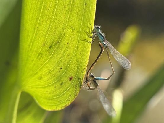 A pair of Ischnura fluviatilis mating on a leaf in a park in Valencia.
iPhone 15 Pro + lens for close focusing.