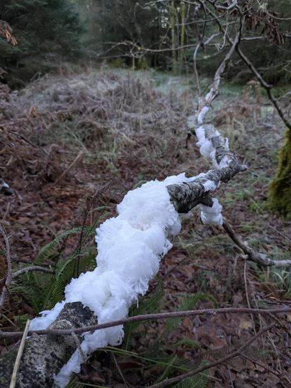 hair ice growing from a dead beech branch that's lying in dead bracken and grass in a forest glade.