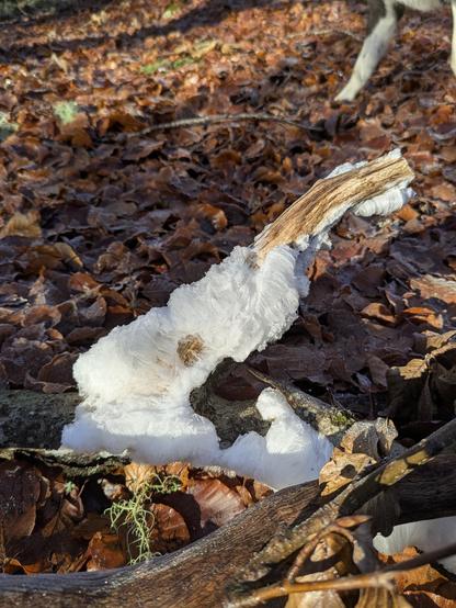 hair ice growing from an old dead beech branch. the branch is lying on a bed of old beech leaves