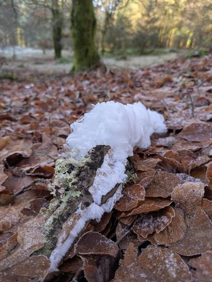 hair ice growing from an old beech branch that is lying on brown beech leaves on the ground