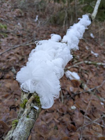 hair ice growing from a beech branch above a forest floor that is covered with beech leaves