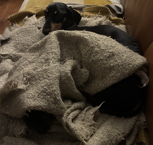 Miniature Dachshunds Max and Milo curled up in bed, with Milo mostly under a grey blanket