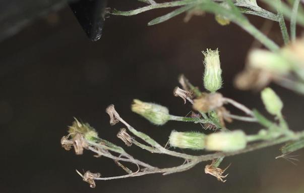 A cluster of inconspicuous flowers. One, pointing upwards rather than sideways, is in sharp focus showing that it is quite hairy.