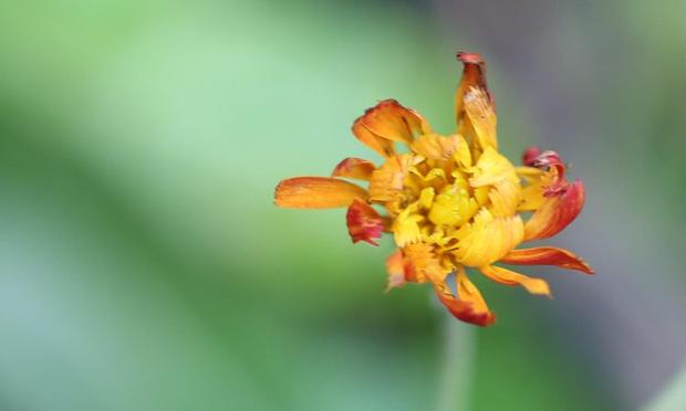 A half-open orange flower, the inner petals very definitely unrips and yellow not orange.