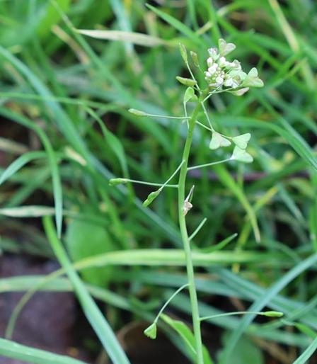 A plant with a long thin stem which has tiny white flowers at the tip and seed pods shaped like hearts on side-stalks lower down. The leaves are out of shot lower down the stem.