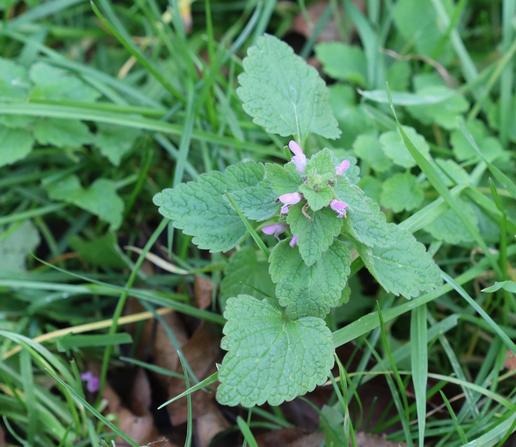 A small plant with large, densely-packed leaves and small, pink flowers.
