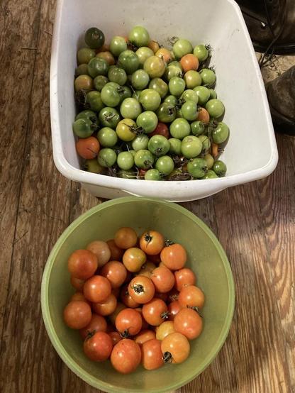 Nov. 5. 
Two containers with dozens of small tomatoes each — sorted somewhat for ripeness.