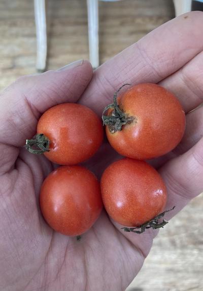 Nov. 30.   
4 round red cherry tomatoes in my hand.