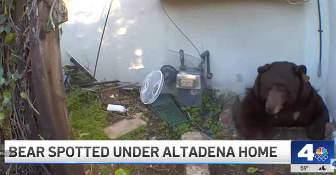 Bear squeezing out of a small hole in a person's foundation.