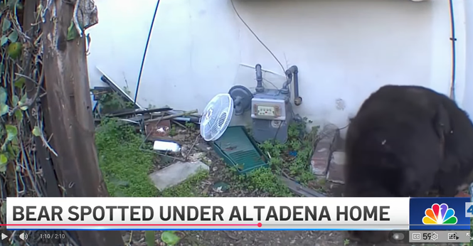 Bear cramming itself into a very, very small space.