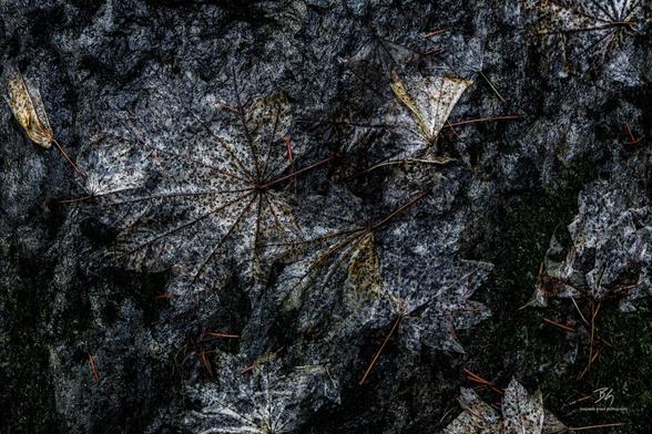 wet fall leaves decayed to partial translucency clinging to a rock in the forest with bits of moss and pine needles