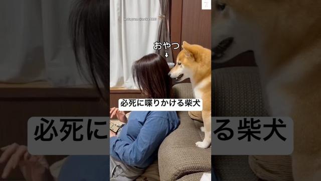 おやつ欲しい…必死に喋りかける柴犬🐶 #柴犬 #犬 #かわいい #面白い #犬のいる暮らし