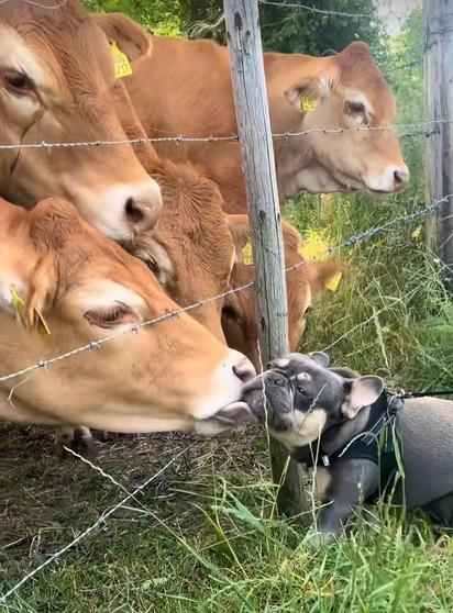 Tiny frenchie stands at the wire fence. A group of cows look on while one cow is gently licking his face. The dog is enjoying the attention.