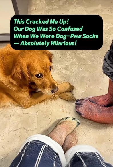 Golden retriever looks sideways at the couple who wear socks made look like dog paws.