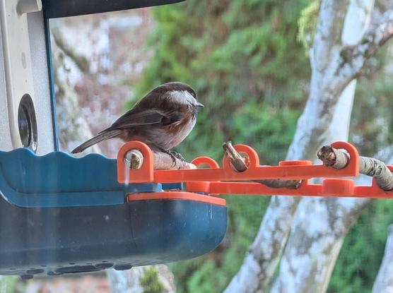 chestnut backed chickadee sitting on a feeder, staring outward