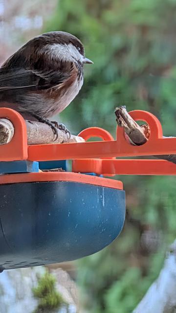 chestnut backed chickadee sitting on a feeder, staring outward