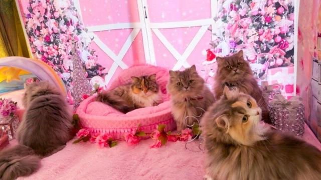 ペルシャ専科の姫達