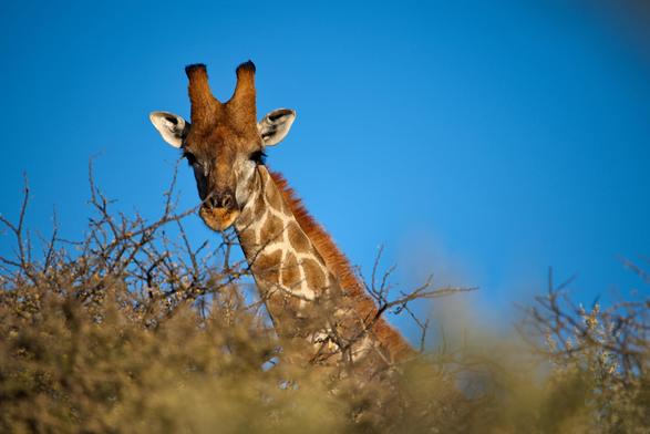 Zoom at girraffe between the trees