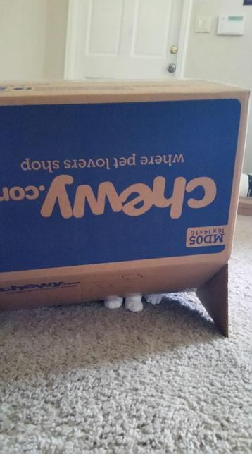 Photo of a flipped chewy.com box on the middle of the floor with three mysterious white feline paws underneath. No cat can be seen (just some kitty peets)
