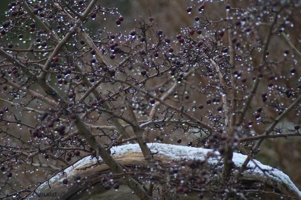 Wassertropfen hängen in einem kahlen Strauch mit restlichen Beeren daran. Ein Ast wölbt sich in dem Strauch, der von einer feinen Schneeschicht bedeckt ist.