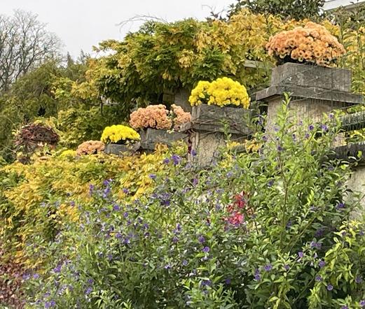 Vue d’un mur de maison surmonté de chrysanthèmes jaunes et oranges. En contrebas, des arbustes avec des petites fleurs