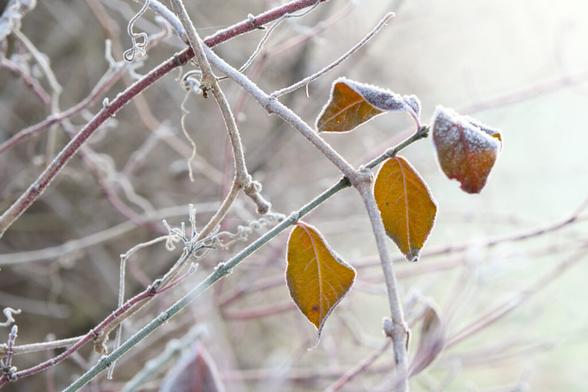 Ästchen von einem Busch mit vier herbstlichen Blättern, die allerdings von Raureif bedeckt sind. Der Rest ist in der Unschärfe.