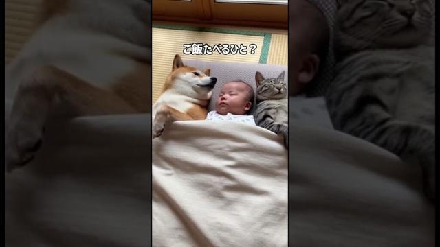 主「ご飯たべるひと？」ﾈｯｺ＆ｲｯﾇ「食べるﾝｺﾞ♪」　#shorts