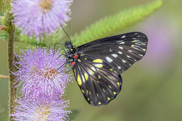 Dartwhite à bande étroite (Catasticta flisa postaurea) sur Mimosa pudica, Villa Gerar, Silvania, Cundinamarca, Colombie

Narrow-banded dartwhite (Catasticta flisa postaurea) on Mimosa pudica, Villa Gerar, Silvania, Cundinamarca, Colombia