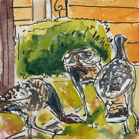 Watercolour, ink and acrylic marker sketch of three young turkeys exploring the grassy area of my front yard.