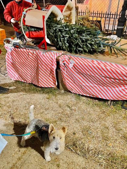 A dog stands in front of a table at the Christmas tree vendor’s stand where a tree is being prepared for transport.