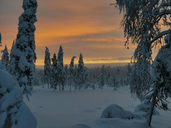 A snowy landscape at sunset. The foreground features snow-covered evergreen trees, some taller than others. The middle ground shows a flat expanse of snow with more snow-covered evergreens extending to the horizon. The background sky is a blend of orange and pale yellow hues of a sunset.