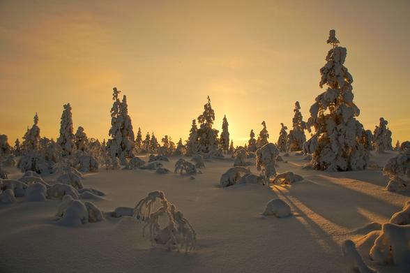 A wide shot of a snow-covered field with many snow-covered trees under a bright, yellow-orange sky. The trees are mostly small, but there are a few taller ones. The snow on the ground is smooth and unmarked, except for the shadows of the trees. The sky is clear and bright, with the sun just above the horizon. The overall effect is one of peace and tranquility.