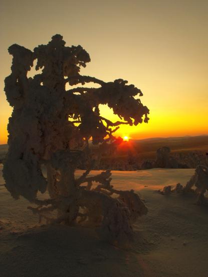The image depicts a serene winter scene at sunset. In the foreground, a tree heavily laden with snow stands prominently, its branches and trunk covered in a thick layer of frost, creating a striking silhouette against the warm hues of the setting sun. The snow on the tree appears textured and uneven, with some branches bending under the weight. The background features a vast expanse of snow-covered ground, with additional trees visible in the distance, also dusted with snow. The sky transitions from a deep orange near the horizon to a lighter yellow as it extends upward, with the sun partially obscured by the tree, casting a soft glow. The overall atmosphere is tranquil and picturesque, capturing the beauty of a winter landscape at dusk.