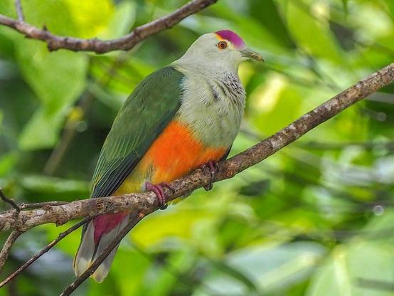 Palau Fruit-Dove photographed by Scott (瑞興) LIN(林)