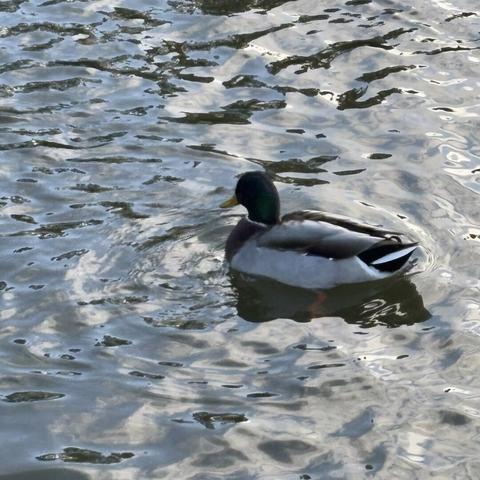 A mallard drake, with neat body and handsome bottle green head, floating on some water, like ducks do.